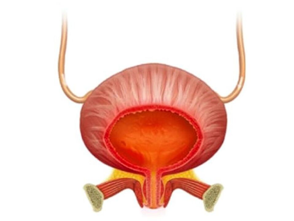 Inflamación de la vejiga y su tratamiento con cápsulas Cystolax